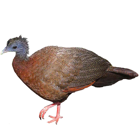 Great Argus Pheasant
